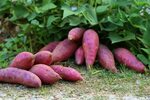 How To Grow Sweet Potatoes - Bunnings Australia